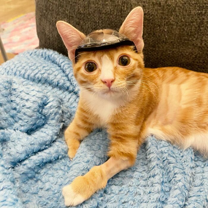 These Two Sibling Kittens Are Quite Different From Other Cats, But They Are Living Their Life To The Fullest After Being Rescued These Two Sibling Kittens Are Quite Different From Other Cats, But They Are Living Their Life To The Fullest After Being Rescued