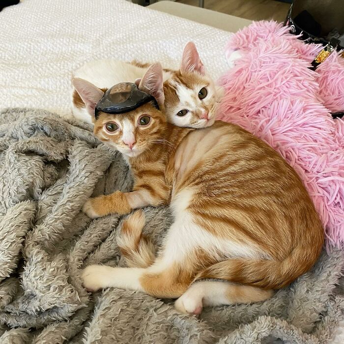These Two Sibling Kittens Are Quite Different From Other Cats, But They Are Living Their Life To The Fullest After Being Rescued These Two Sibling Kittens Are Quite Different From Other Cats, But They Are Living Their Life To The Fullest After Being Rescued