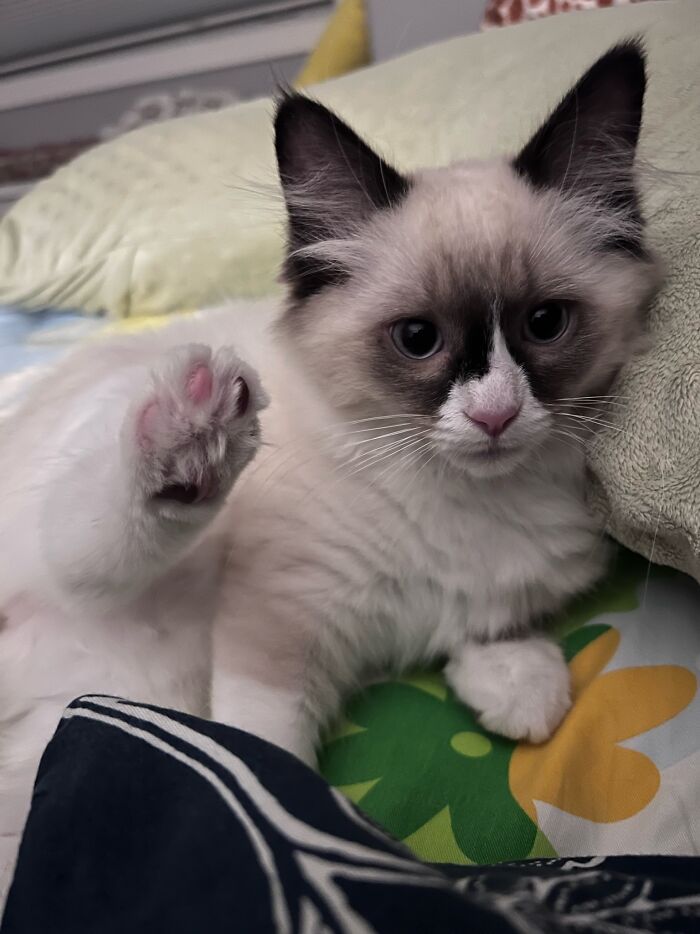 Mochi’s Little Toe Beans!