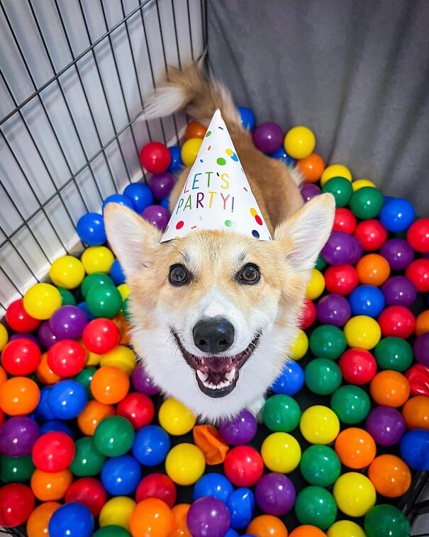 Meet Kobis - A Corgi That Knows Over 60 Tricks Including Riding A Skateboard, Painting, Playing Basketball And More