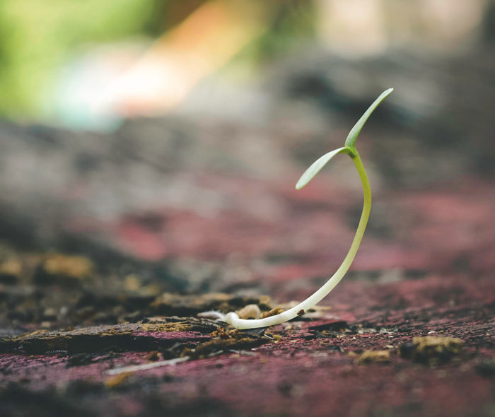 Beautify Your Area With Seed Bombs
