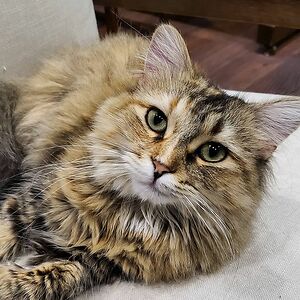 alessandra_emma_darolfi avatar