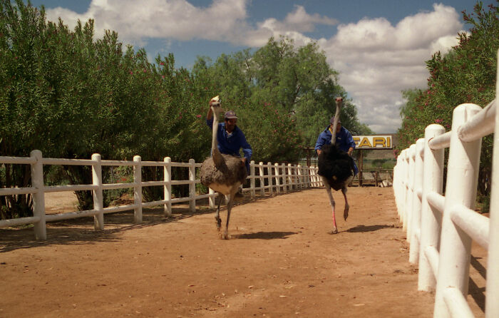 Ostrich Racing, Arizona