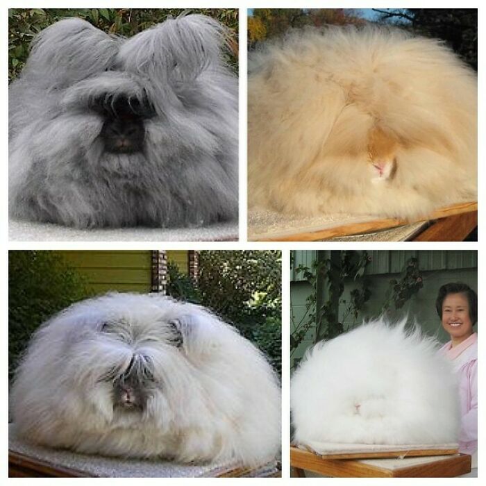 An English Angora Rabbit