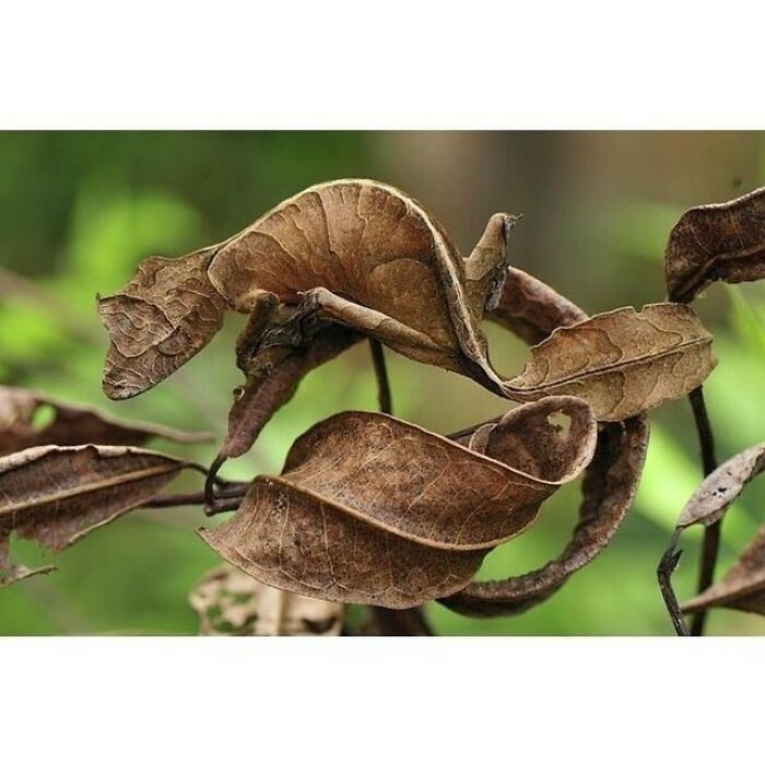 Can You Spot The Gecko?