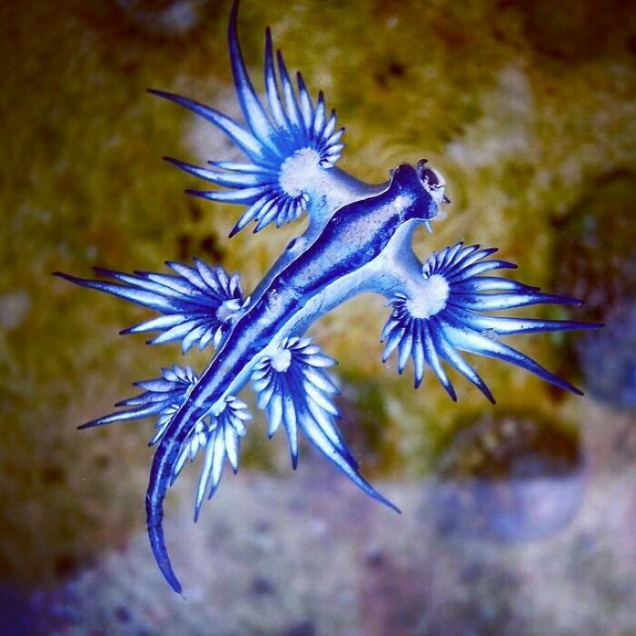 Glaucus Atlanticus (Common Names Include The Sea Swallow, Blue Angel, Blue Glaucus, Blue Dragon, Blue Sea Slug And Blue Ocean Slug) Is A Species Of Small, Blue Sea Slug, A Pelagic Aeolid Nudibranch, A Shell-Less Gastropod Mollusk In The Family Glaucidae