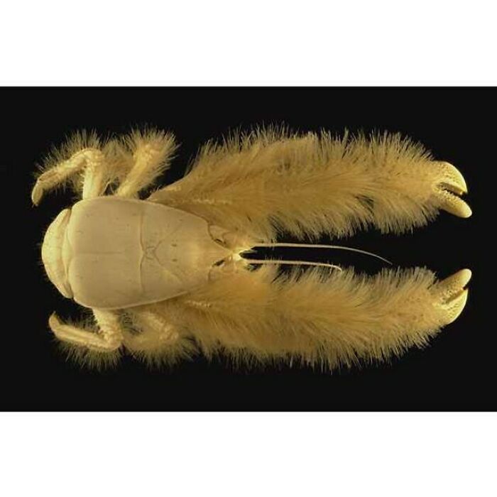 Yeti Crab