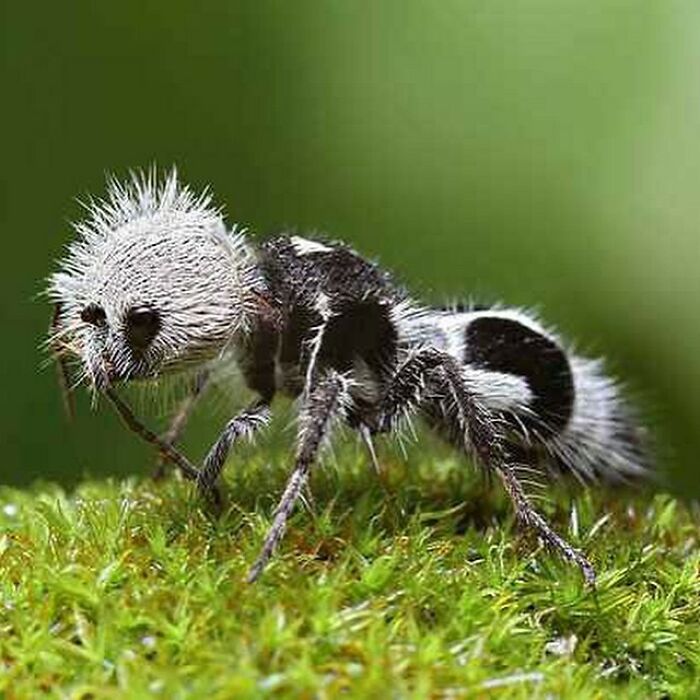 The Panda Ant