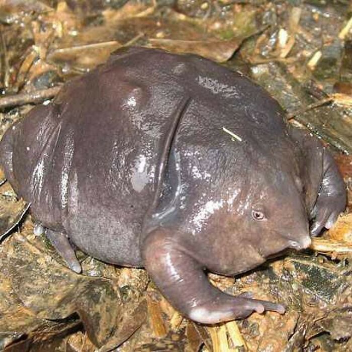 Indian Purple Frog Is A Frog Species Belonging To The Family Sooglossidae