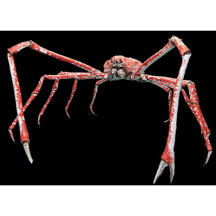 Japanese Spider Crab
