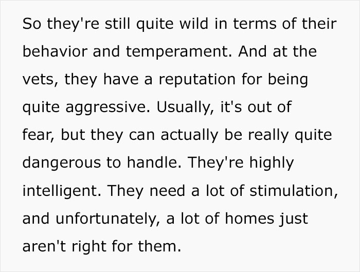 Veterinary Surgeon Reveals Cat And Dog Breeds He'd Never Buy And Explains Why Veterinary Surgeon Reveals Cat And Dog Breeds He'd Never Buy And Explains Why