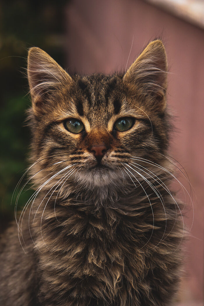 “What Is Something You Are Thankful For”: 50 Pandas Shared For What They Feel Grateful This Year