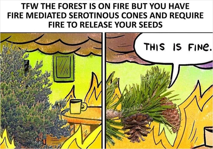 Cartoon forest on fire with pinecones saying this is fine, dark meme about nature and the planet humor.