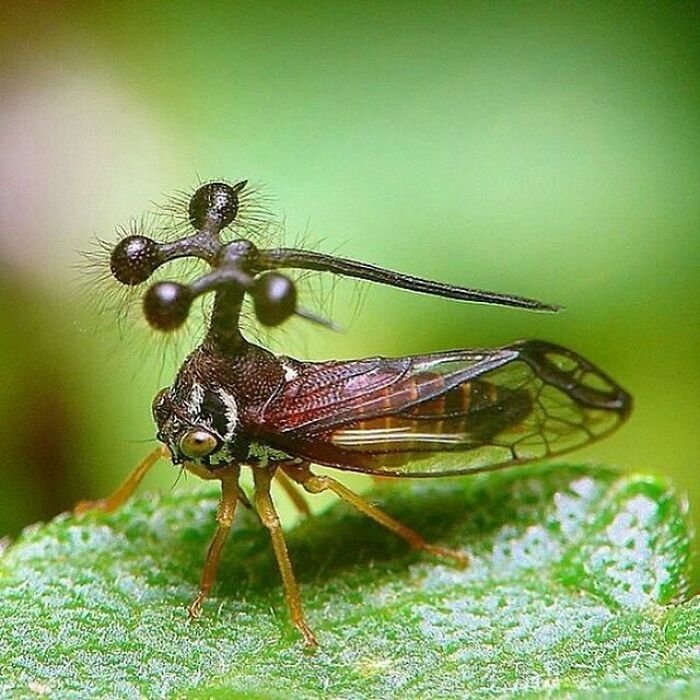 Everyone, Meet Bocydium Globulare