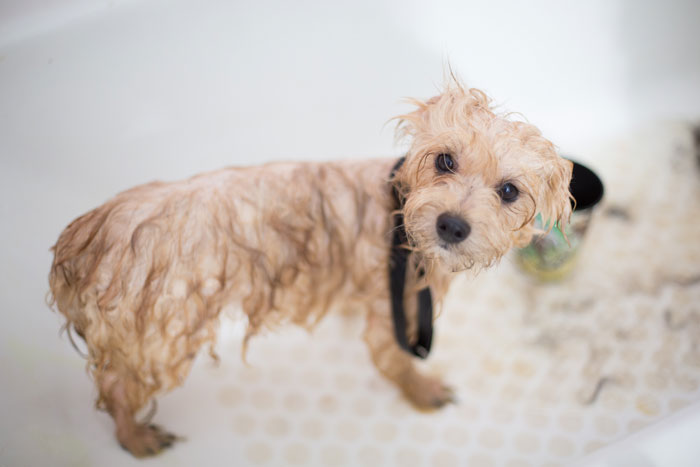 Host A Dog Wash