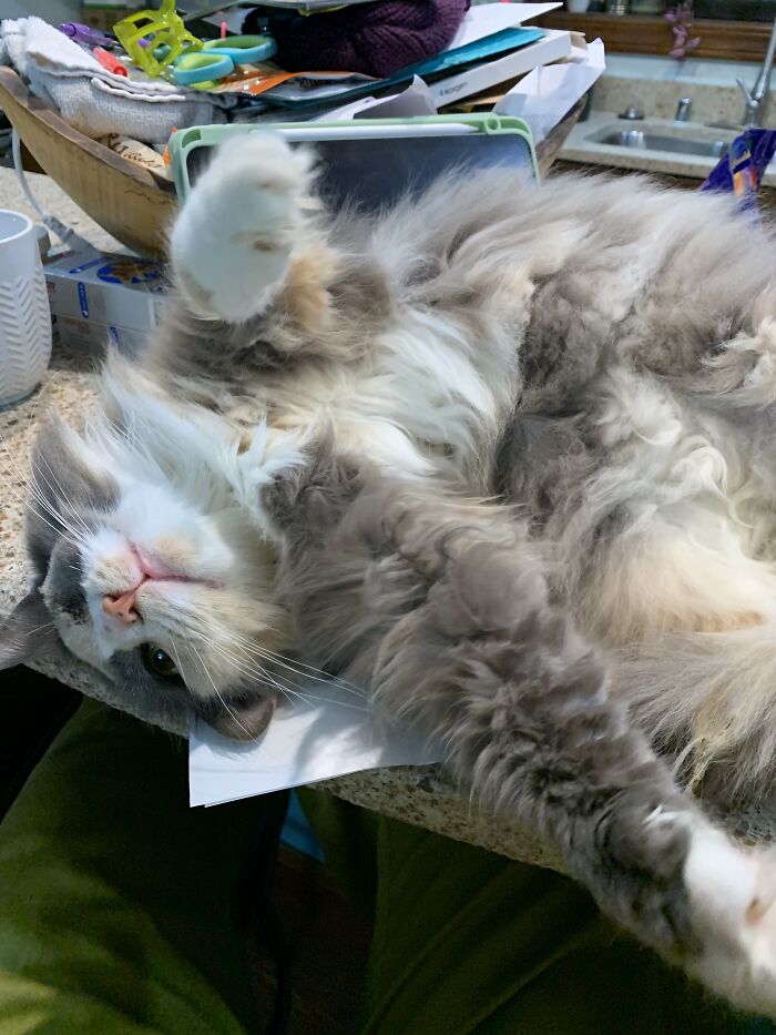 Happy Shy On The Homework I Need To Do