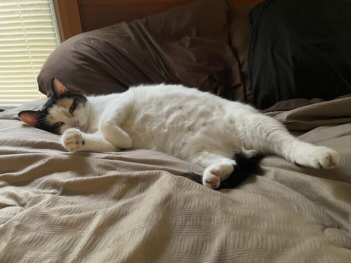 Little Peak Of Calico Beans