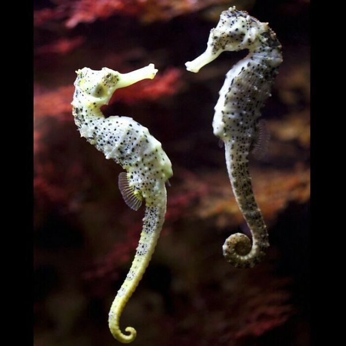 The Seahorse