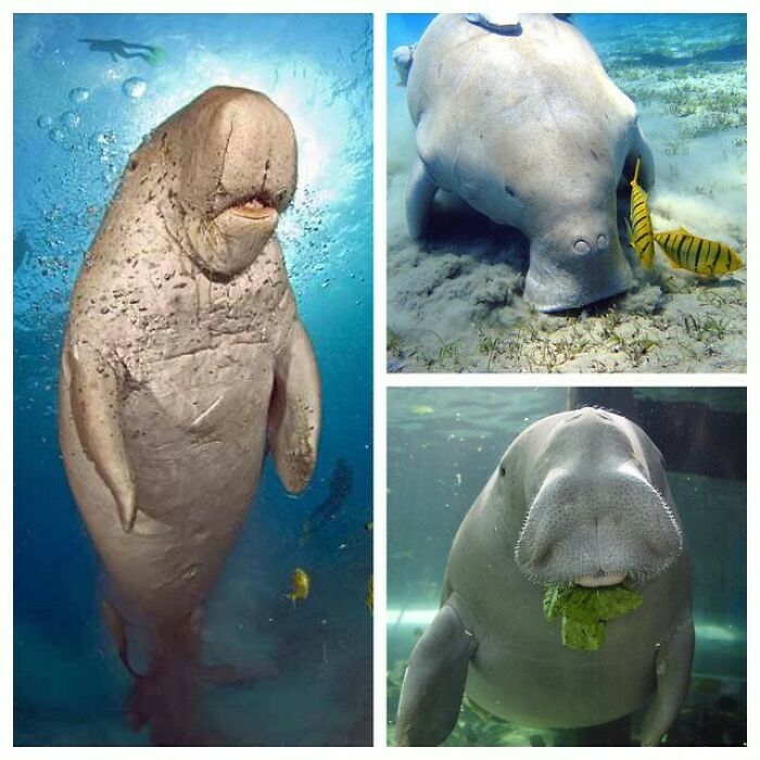Dugong Is A Medium-Sized Marine Mammal