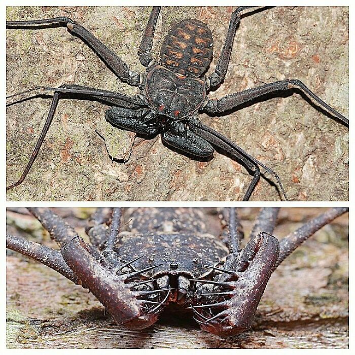 Amblypygi Is An Order Of Invertebrate Animals Belonging To The Class Arachnida, In The Subphylum Chelicerata Of The Phylum Arthropoda