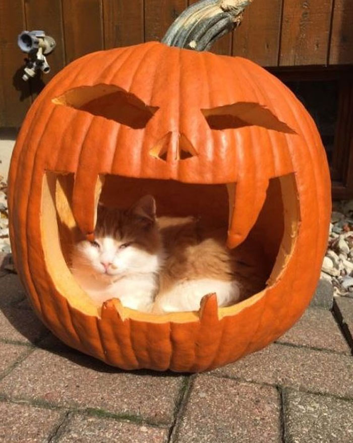 Cat cozily nestled inside a carved pumpkin, exemplifying wholesome memes for a popular Twitter account.