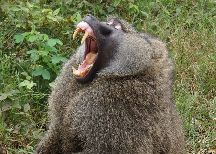 30 Peculiar Things That Seem Normal In Some Countries But Not In The Rest Of The World