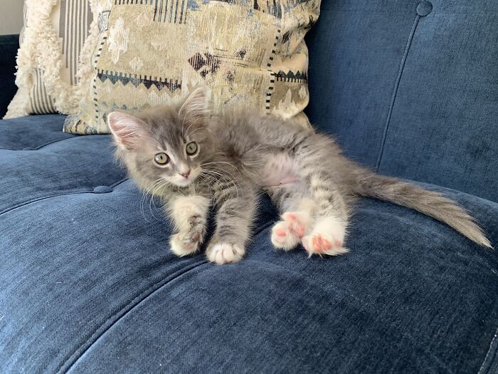Millie’s Micro Beans On Her First Day Home