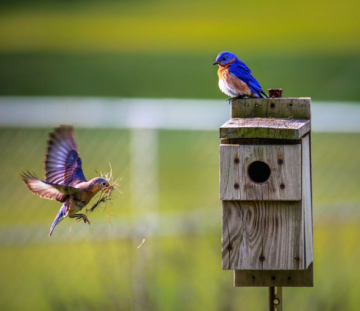 Build Birdhouses For Your Neighbors