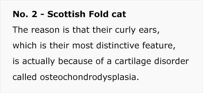 Veterinary Surgeon Reveals Cat And Dog Breeds He'd Never Buy And Explains Why Veterinary Surgeon Reveals Cat And Dog Breeds He'd Never Buy And Explains Why