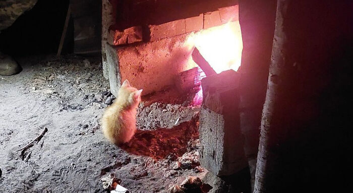 Uaarmy-Animals-Instagram