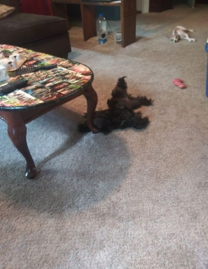 Not To Brag, But I Have A Genuine Pet Gremlin... Someone Fed Her After Midnight She's Been Acting Funny (The Black Void Next To The Coffee Table)