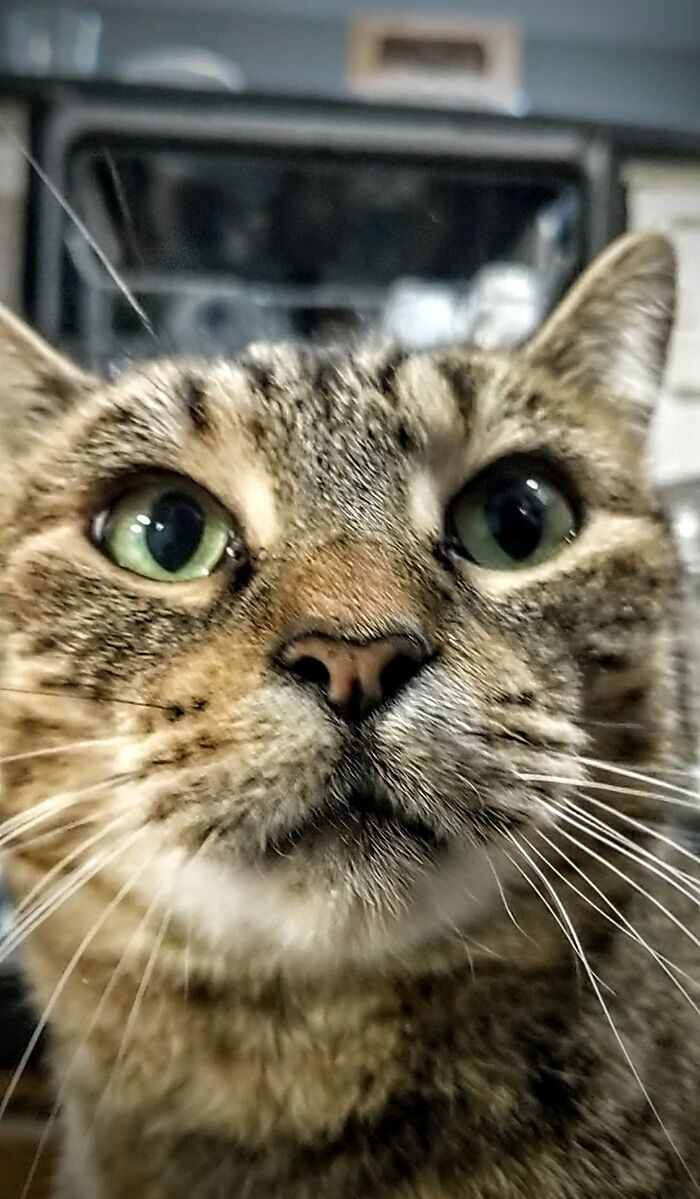 My Cat Bean Got A Little Curious About My Phone