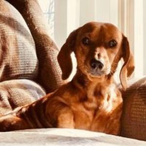 janet_bentler avatar