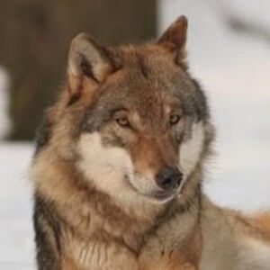 alexanderfretheim avatar