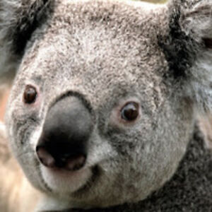 noellelindsay avatar