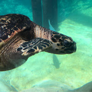 emotionalhuman avatar