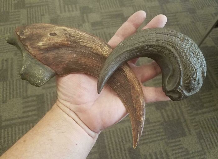 Two large curved animal horns held in a hand, showcasing the raw power of nature was metal.