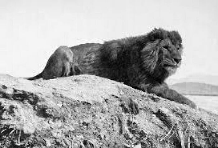 Black and white image of a lion resting on a rocky surface, showcasing nature was metal in wildlife.