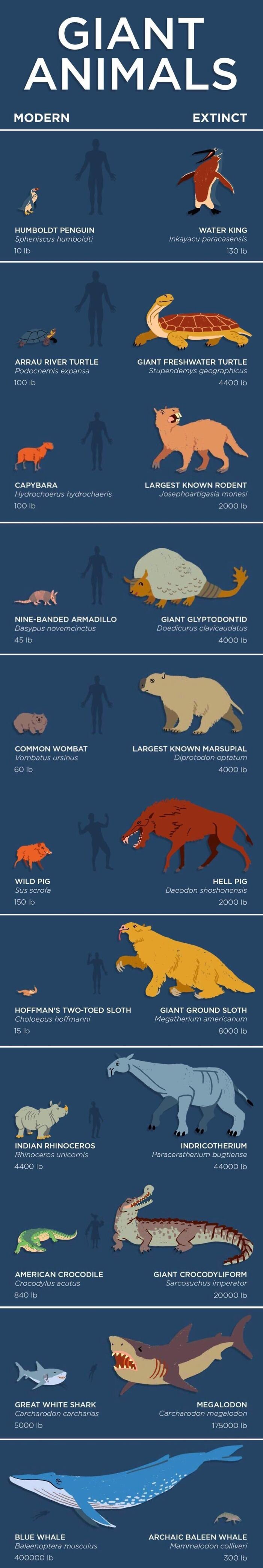 Comparison of giant modern and extinct animals in nature, highlighting massive sizes in blue whale, megalodon, and giant turtles.