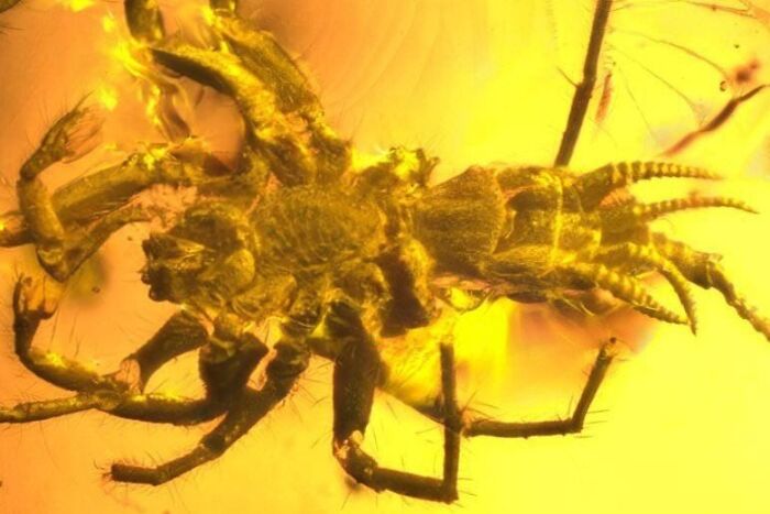 Close-up of an ancient insect perfectly preserved in amber, showcasing nature was metal through fossil detail and texture.