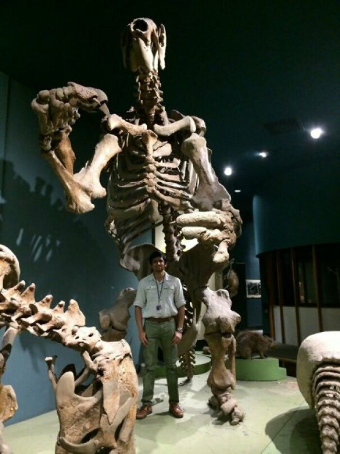 Man standing next to a giant prehistoric skeleton in a museum, showcasing nature was metal in paleontology display.