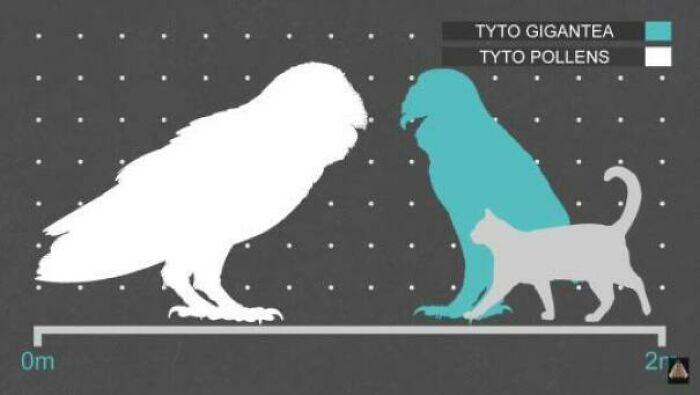 Giant Insular Species In The Barn Owl Family Compared In Size To A House Cat