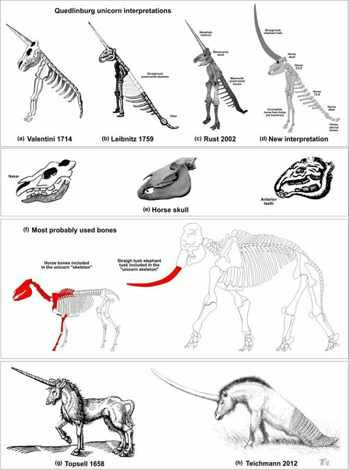 Illustrations and skeleton comparisons of unicorn interpretations using horse and elephant bones in nature metal context.