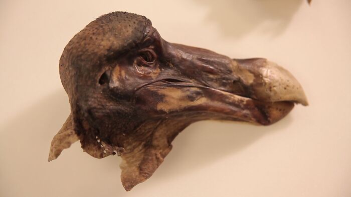 Preserved bird head with sharp beak displayed against a neutral background, illustrating nature was metal concept.