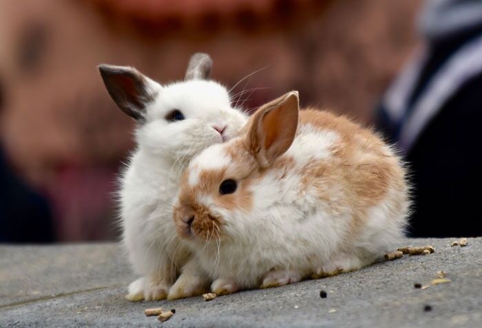 Walt Disney Kept Live Animals On The Set Of Some Of His Productions