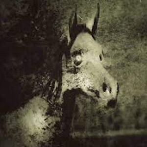 maxximushight avatar