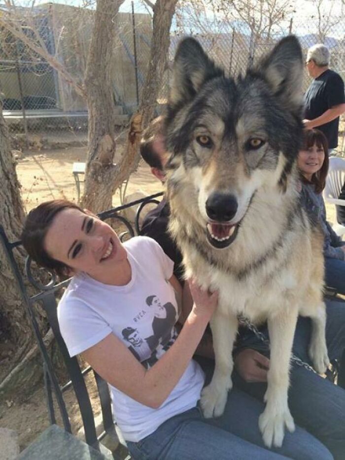 ¡Una amiga conoció a este espectacular lobo!