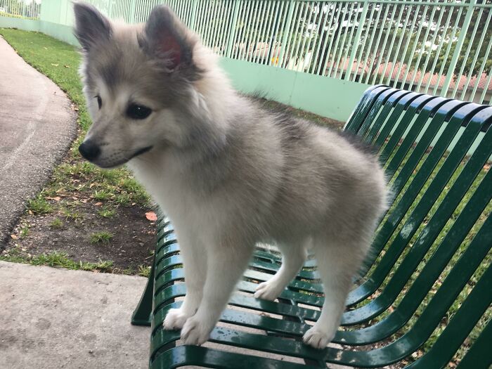 ¡Mi cachorro parece un pequeño lobo!
