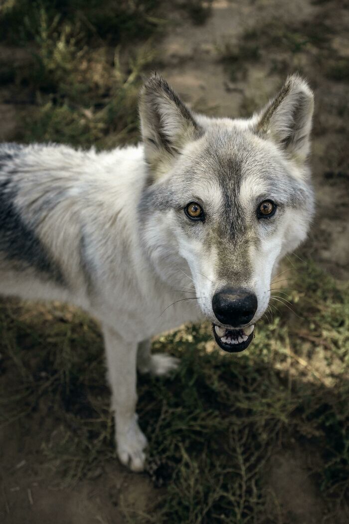 Zion, A Mid-Content With The Most Unique Eyes