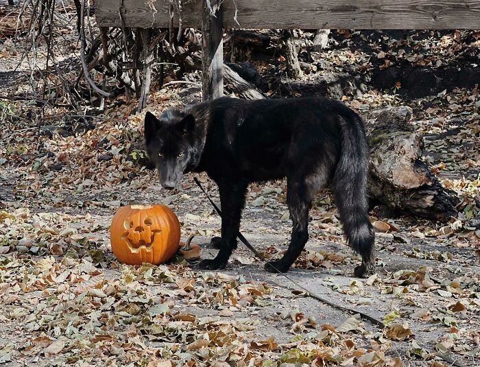 Por la temporada espeluznante y el clima más frío que comienza, dando a nuestros peluditos magníficos abrigos